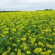 GROENV4 Groenbemester Gele Mosterd 500 g !DOCTYPE HTML PUBLIC "-//W3C//DTD HTML 4.0 Transitional//EN"
htmlhead
meta content="text/html; charset=unicode" http-equiv="Content-Type" /
/head
bodyGele mosterd behoort tot de familie van de kruisbloemigen. Gele mosterd is 
een goede keuze op laat vrijgekomen land omdat het in staat is om op korte tijd 
veel organische stof te produceren. Zelfs bij late zaai zorgt gele mosterd nog 
voor voldoende bodembedekking. Gele mosterd kan gezaaid worden vanaf augustus 
tot eind september. Door de vorstgevoeligheid vormt opslag geen probleem. Een 
lichte N-bemesting van 35-50 eenheden is aangewezen. De rassen gele mosterd 
kunnen opgedeeld worden in 2 categorieën, namelijk de aaltjesvermeerderende 
mosterd of de aaltjesreducerende mosterd. Op percelen waar er problemen zijn met 
bietencystenaaltjes is de uitzaai van een aaltjesreducerend ras aan te bevelen. 
Hierdoor zal de ontwikkeling van de aaltjespopulatie immers teruggedrongen 
worden. De aanbevolen zaaidichtheid van gele mosterd is 20-25 
kg/ha/body/html Gele mosterd